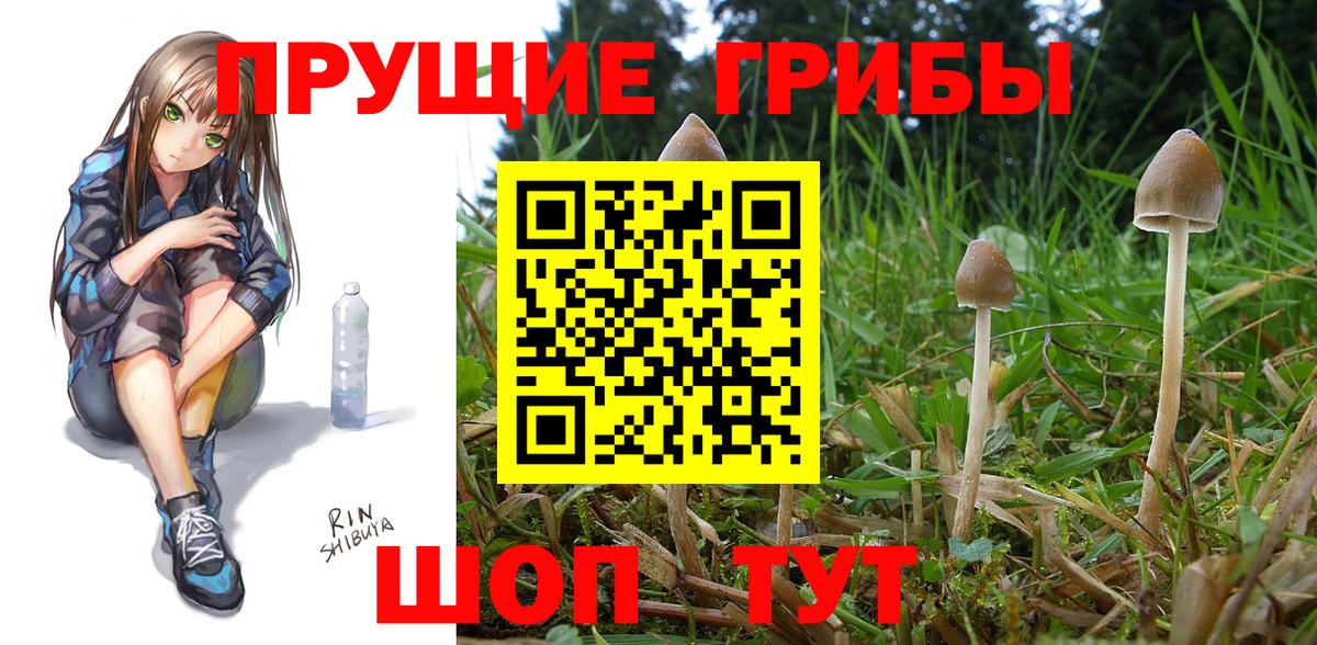 Псилоцибиновые грибы GOLDEN TEACHER Знаменск